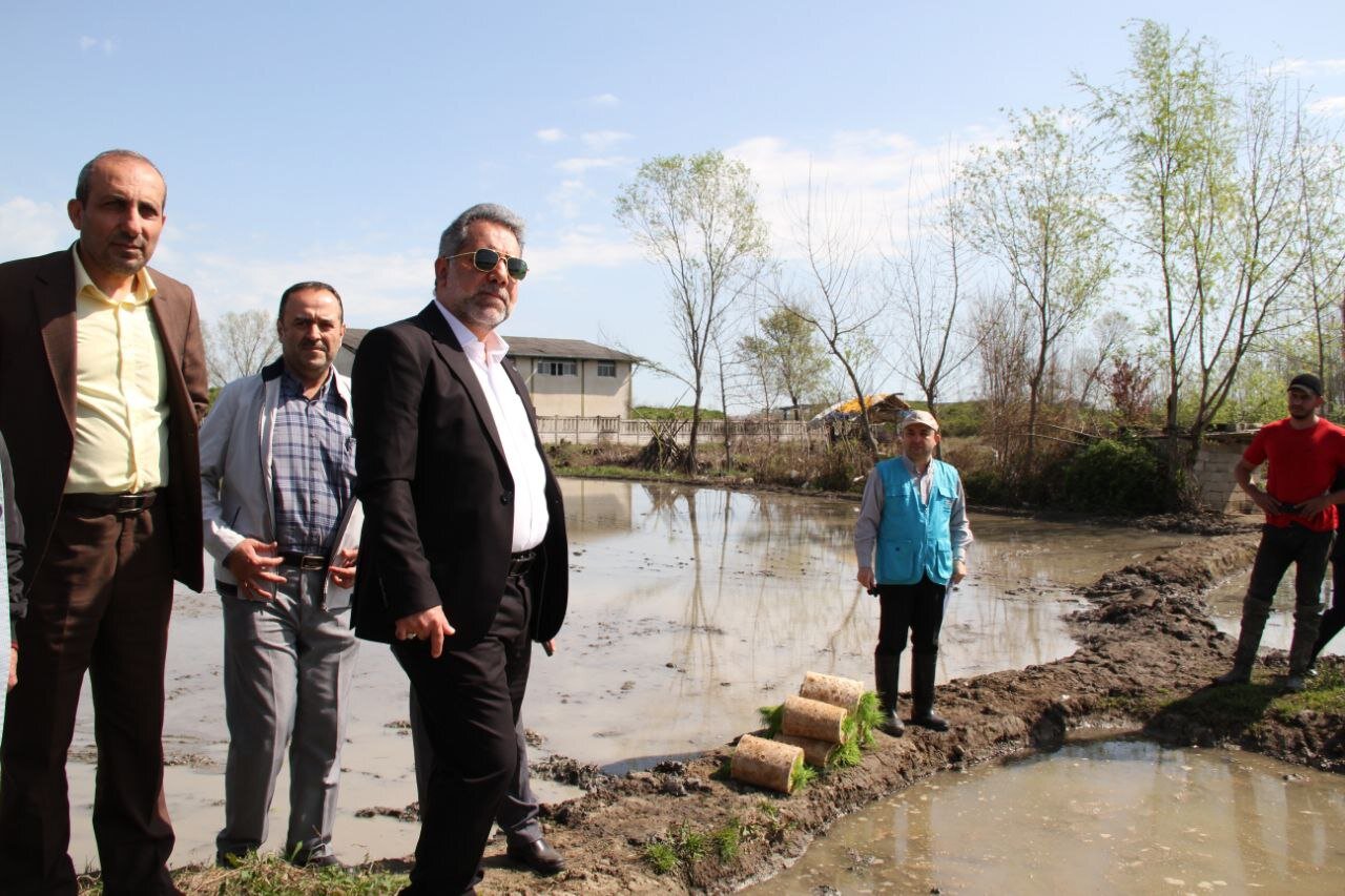نخستین نشا مکانیزه برنج در آستارا انجام شد