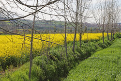 Rapeseed farms in Golestan province