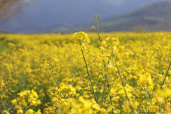 ۳۳۳ میلیارد تومان از مطالبات کلزا کاران گلستانی باقی مانده است