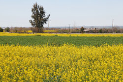 قمرزاده: پایش گل جالیز ضامن سلامت بذر کلزاست