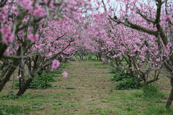 Spring blossoms in Golestan Province