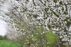 شکوفه‌های بهاری - گلستان