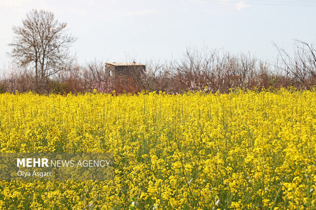 امید در دشت های زرد و طلایی مازندران؛ کلزا به بار نشست