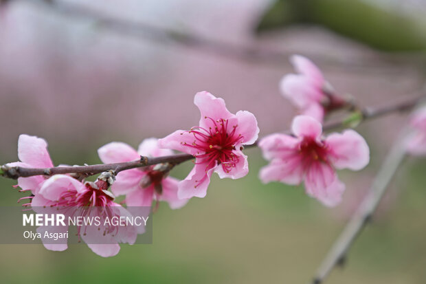 شکوفه‌های بهاری – گلستان