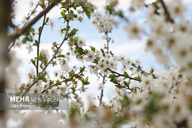 شکوفه های بهاری - گلستان