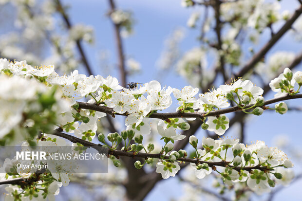 شکوفه های بهاری - گلستان