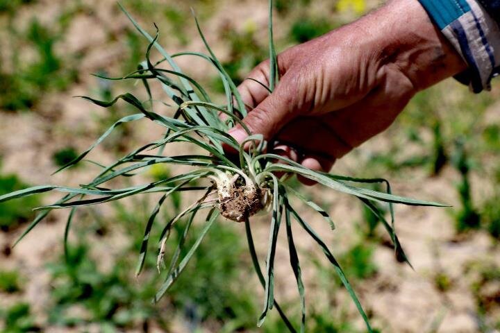 «سرمایهگذاری برای تولید» در گیاهان دارویی خوزستان