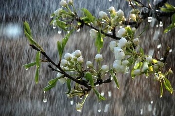 آغاز بارش‌های رگباری در شهرهای شمالی اردبیل/بارش‌ها تا فردا ادامه دارد