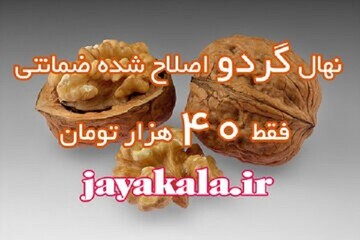 خرید نهال گردو با تخفیف ۸۰ درصدی و قیمت ۴۰ هزار تومان