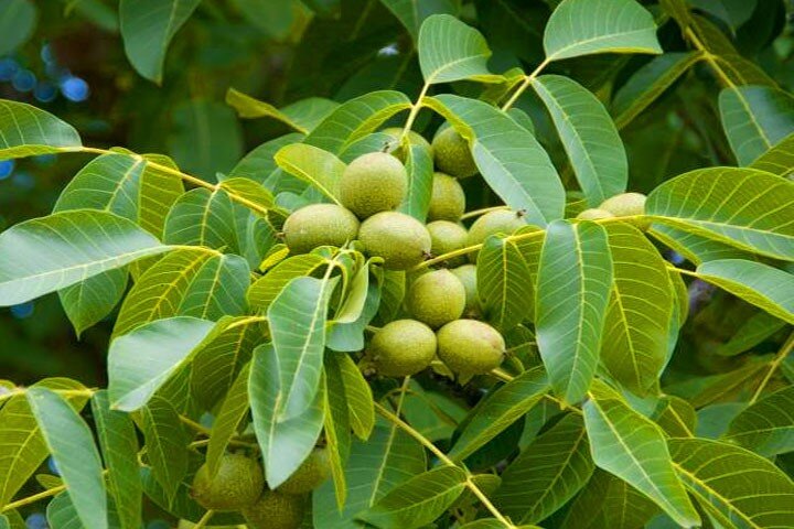 خرید نهال گردو با تخفیف ۸۰ درصدی و قیمت ۴۰ هزار تومان