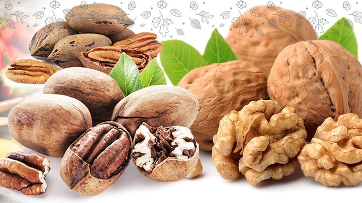 خرید نهال گردو با تخفیف ۸۰ درصدی و قیمت ۴۰ هزار تومان