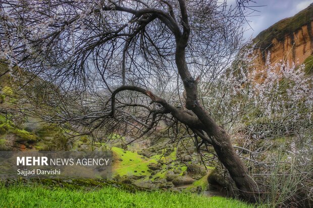 Mehr News Agency - Spring nature of Makhmal Kuh in Iran’s Lorestan