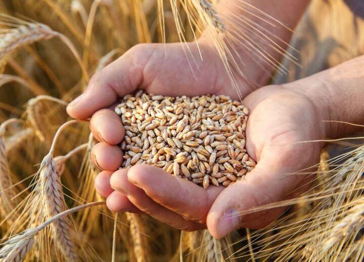 خرید تضمینی بیش از ۲۱ هزار تن گندم توسط شبکه تعاون روستایی فارس
