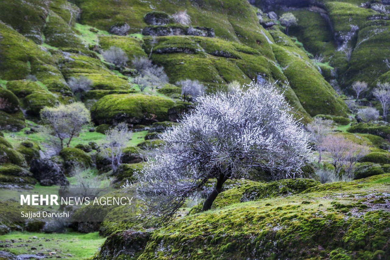 «سیزدهبدر» در قلب طبیعت زاگرس؛ کولهبار سفرتان خالی از اره و تبر
