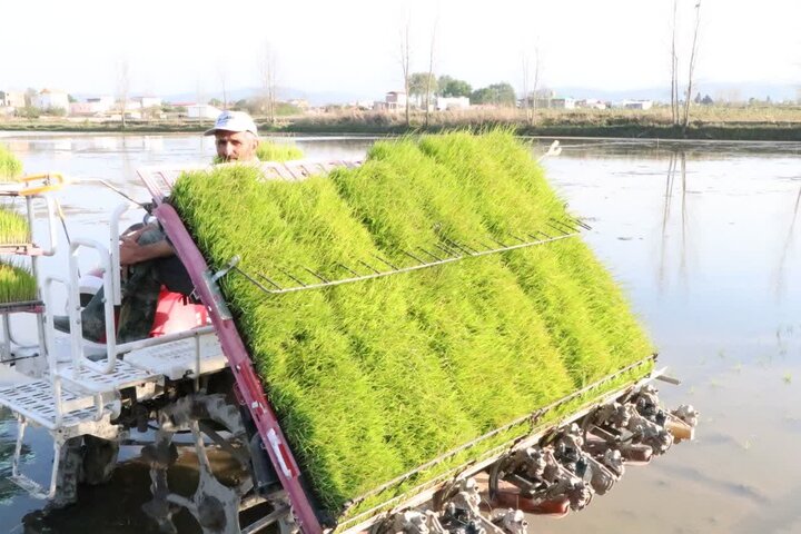 مطالبات مردم مازندران از دولت/ غصه همیشگی شالیکاران و صنایع