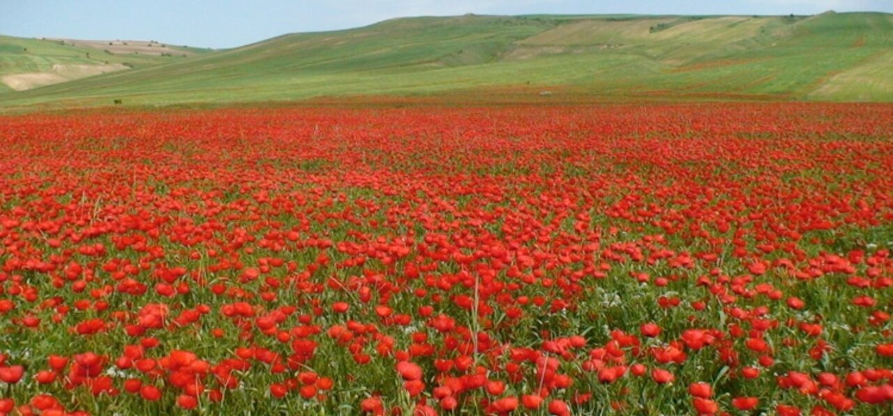 Kalpoosh Plain