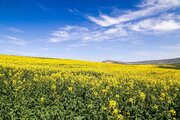 افزایش ۱۵۰ درصدی سطح زیر کشت کلزا در قم