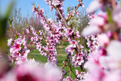 Spring beauties in Oshnavieh