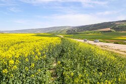 ۲۷۵۰ تن کلزا از کشاورزان استان قزوین خریداری شد