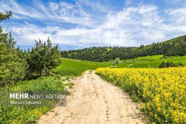 جلوه ای از دشت های کلزای خراسان شمالی