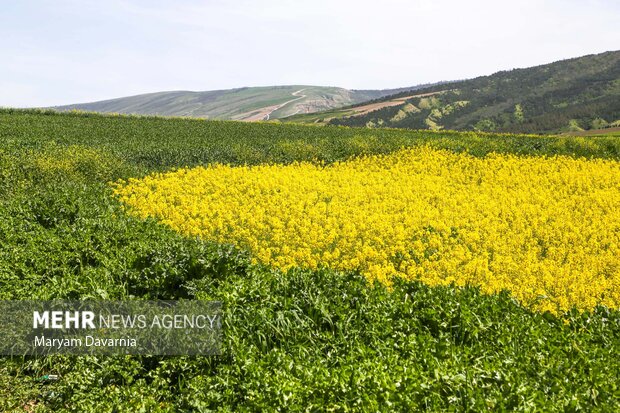 جلوه ای از دشت های کلزای خراسان شمالی