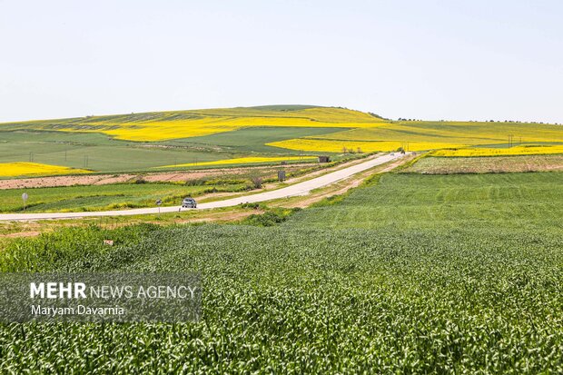 ۳۸۰ میلیارد تومان از مطالبات کلزاکاران گلستانی پرداخت شد