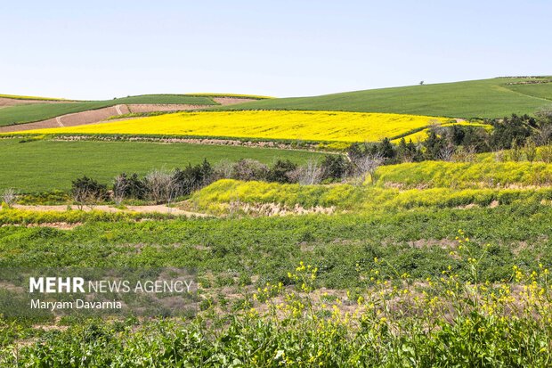 جلوه ای از دشت های کلزای خراسان شمالی