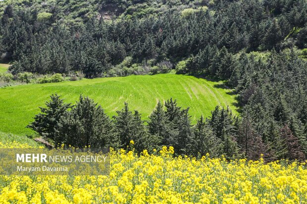 جلوه ای از دشت های کلزای خراسان شمالی