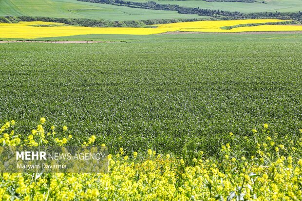 جلوه ای از دشت های کلزای خراسان شمالی