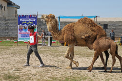 Camels festival in Golestan