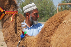 فستیڤاڵی وشتر لە باکووری ئێران