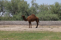 استان یزد میزبان اولین کنگره بین المللی شتر در کشور می‌شود