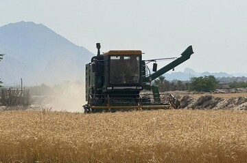 بیش از ۱.۵ تن گندم از مزارع خوزستان برداشت شد