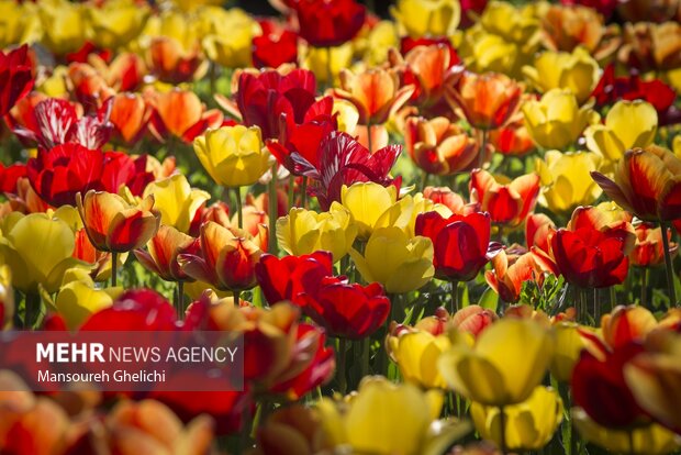 خودنمایی گل های لاله در شاهرود