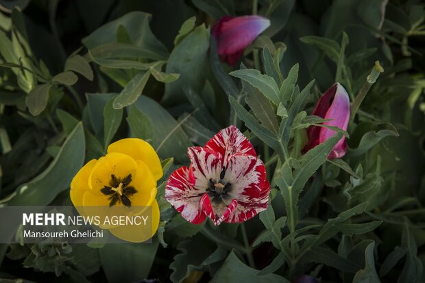 خودنمایی گل های لاله در شاهرود