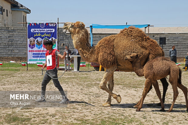 جشنواره ملی زیبایی شتر در شهر انبارالوم آق قلا - گلستان