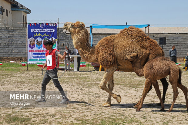 
Camels festival in Golestan