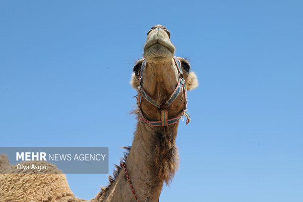 
Camels festival in Golestan