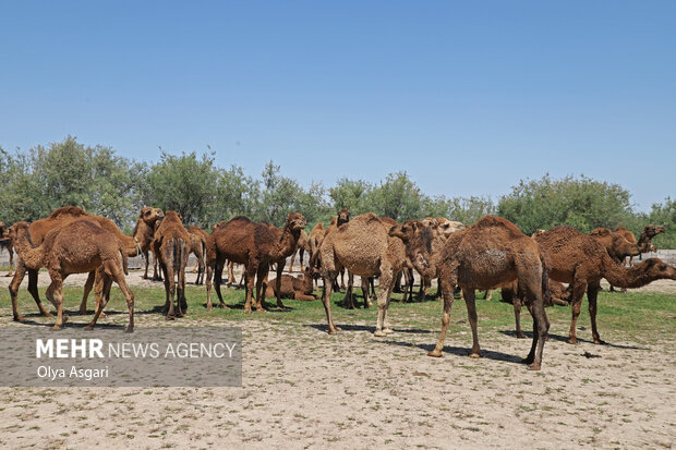 
Camels festival in Golestan