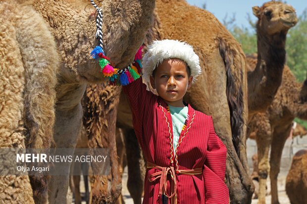 
Camels festival in Golestan