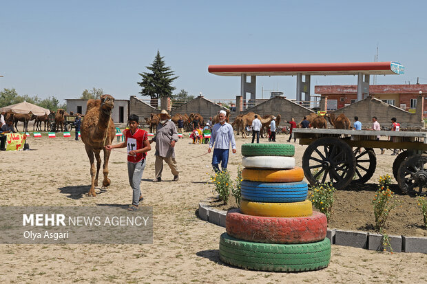جشنواره ملی زیبایی شتر در شهر انبارالوم آق قلا - گلستان