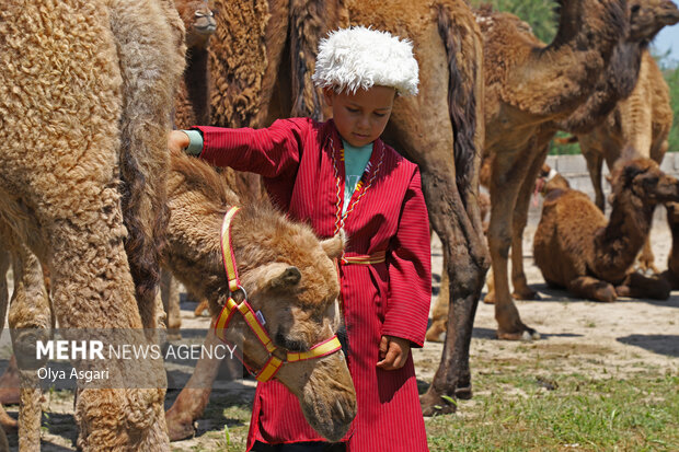 
Camels festival in Golestan