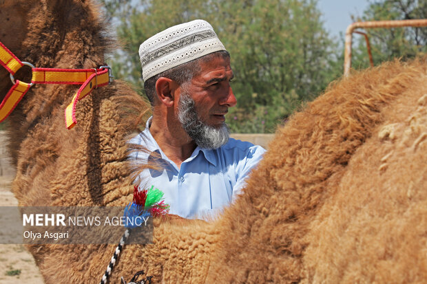 
Camels festival in Golestan