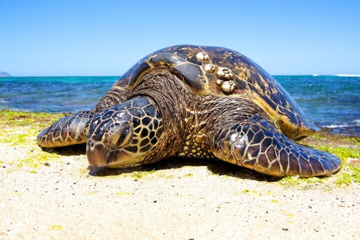 حفاظت از لاک‌پشت‌های دریایی در بوشهر/برداشت بارناکل غیرقانونی است
