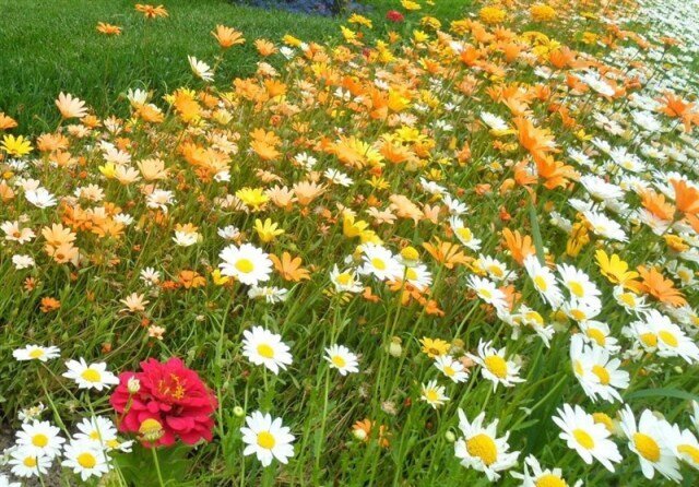 تنوع کشت گیاهان دارویی رونقبخش اقتصاد در کردستان