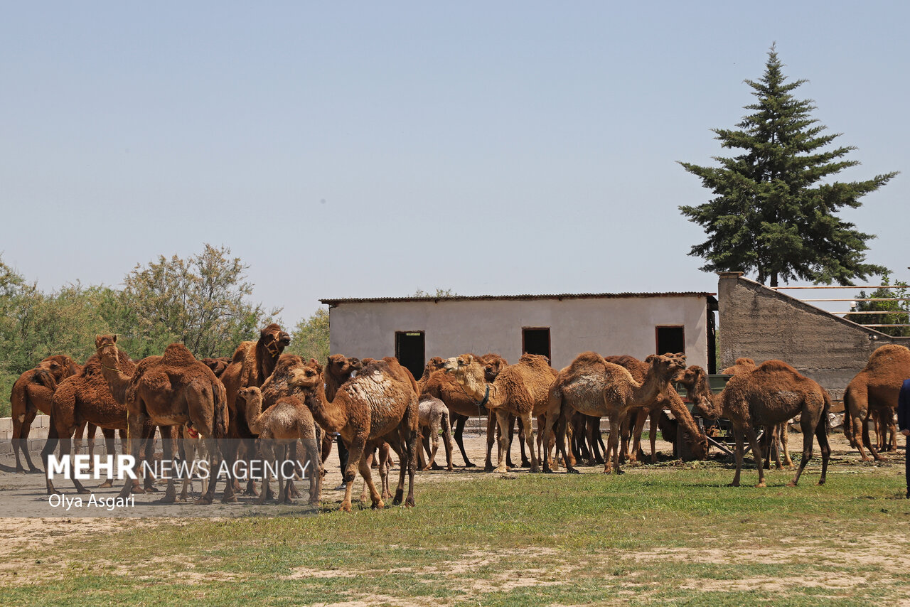 İran'da Devecilik Kültürü