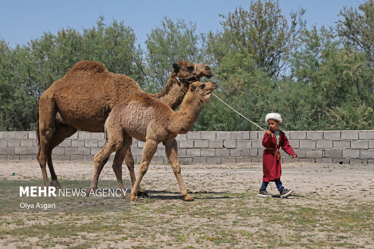 İran'da Devecilik Kültürü