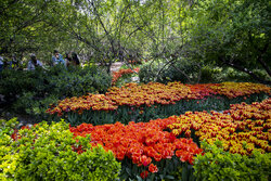 Tulips in Iranian Garden in Tehran