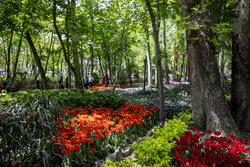 تقرير مصور... جمال ازهار التوليب الربيعية الملونة في الحديقة الايرانية
