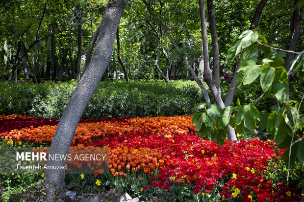 لاله های باغ ایرانی